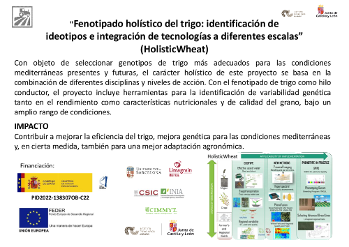 Fenotipado holístico del trigo: identificación de  ideotipos e integración de tecnologías a diferentes escalas (HolisticWheat)